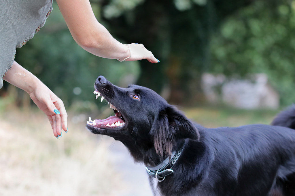 what to do if a dog bites you