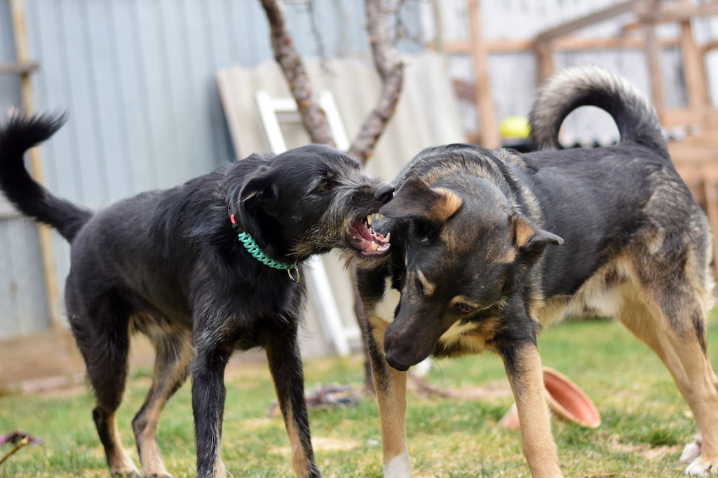what to do after a dog bite