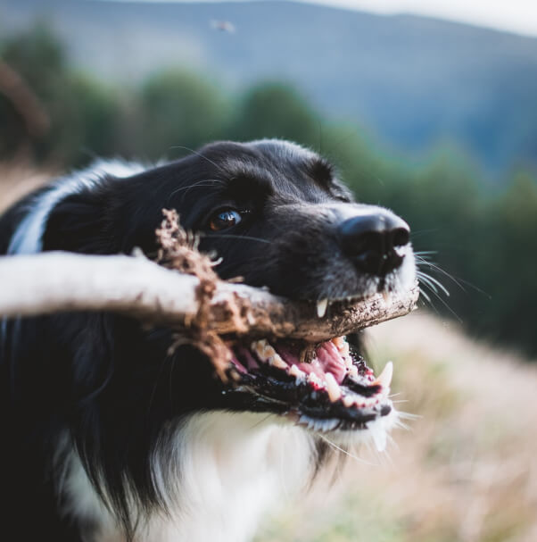 Attorneys for Victims of Animal Bites in Dallas